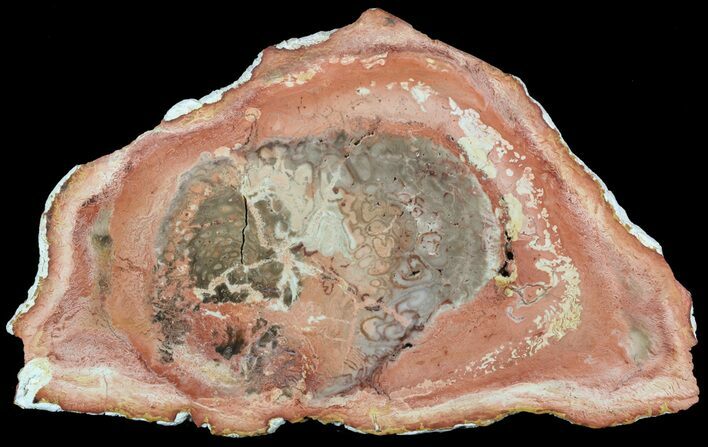 Colorful Petrified Tree Fern (Tietea) Slab - Brazil #51120